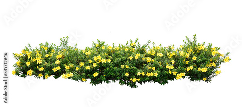 Yellow Allamanda Plant bush isolated on white background. Yellow bush made for garden decoration. photo