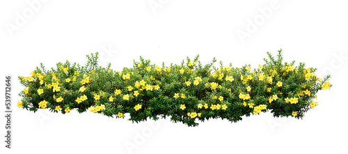 Yellow Allamanda Plant bush isolated on white background. Yellow bush made for garden decoration.