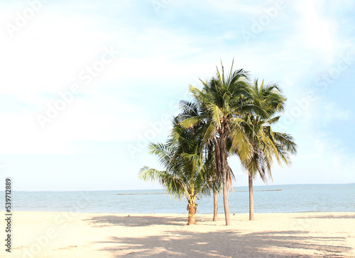 blurred blue sky and leaves of coconut palm tree on white beach for panaroma tropical summer background © studio2013