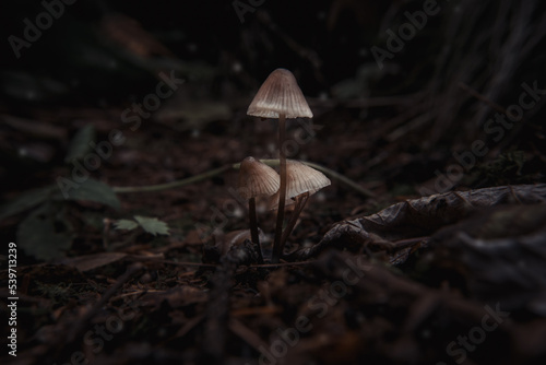 Bild auf Leinwand toadstools on green moss on a dark natural background