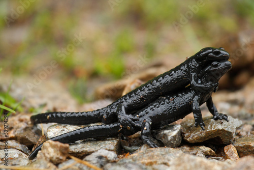 Canvas Print Alpine salamander - Salamandra atra: two wild animals mating