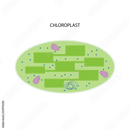 Chloroplast	