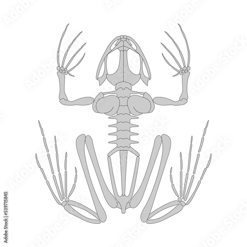 Frog skeletal system.	