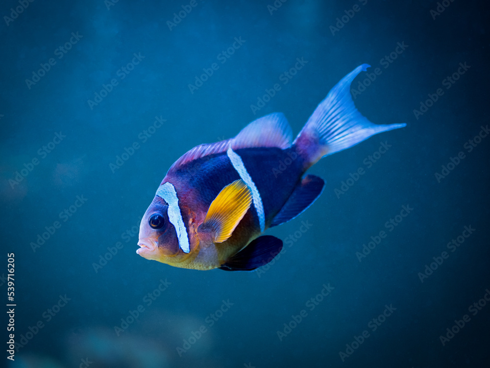 Obraz premium Clark's anemonefish or yellowtail clownfish (amphiprion clarkii) swimming on a reef tank with blurred background