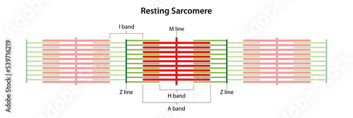Tableau sur toile Resting Sarcomere