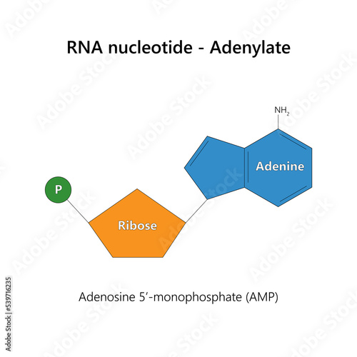 RNA nucleotide (ribonucleotide) - Adenylate.	 photo