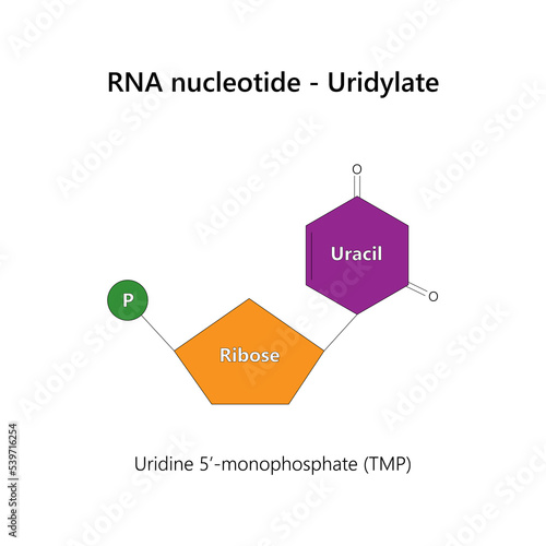 RNA nucleotide - Uridylate.	 photo