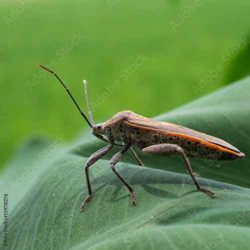 grasshopper on a leaf © harto
