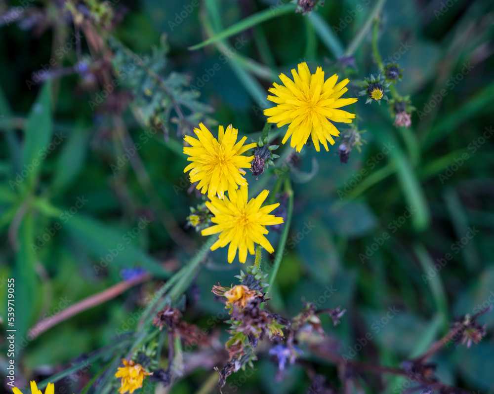 Yellow flowers of the Picris hieracioides plant with a dark green blurred background. Yellow flowers of the Picris hieracioides plant with a dark green blurred background.
