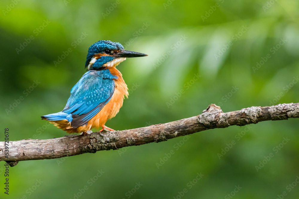 The common kingfisher (Alcedo atthis)the Eurasian kingfisher, and river kingfisher, is a small kingfisher with seven subspecies recognized within its wide distribution across Eurasia and North Africa. The common kingfisher (Alcedo atthis)the Eurasian kingfisher, and river kingfisher, is a small kingfisher with seven subspecies recognized within its wide distribution across Eurasia and North Africa.
