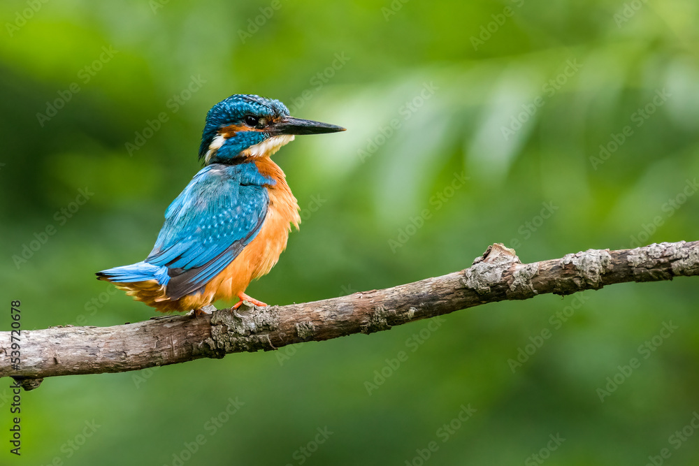 The common kingfisher (Alcedo atthis)the Eurasian kingfisher, and river kingfisher, is a small kingfisher with seven subspecies recognized within its wide distribution across Eurasia and North Africa.