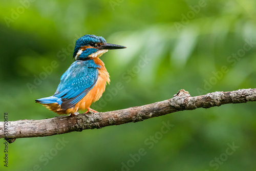 The common kingfisher (Alcedo atthis)the Eurasian kingfisher, and river kingfisher, is a small kingfisher with seven subspecies recognized within its wide distribution across Eurasia and North Africa. © ND STOCK
