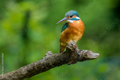 The common kingfisher (Alcedo atthis)the Eurasian kingfisher, and river kingfisher, is a small kingfisher with seven subspecies recognized within its wide distribution across Eurasia and North Africa.