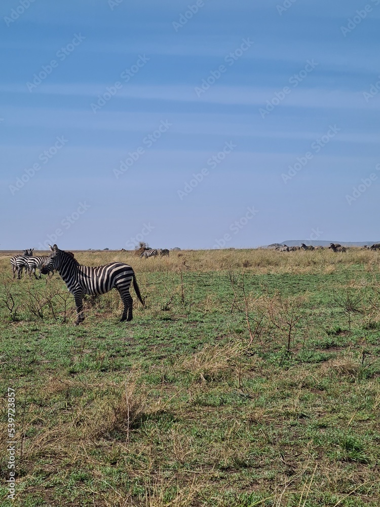 Fototapeta premium African Buffalo in National Park, Tanzania. Safari in Africa