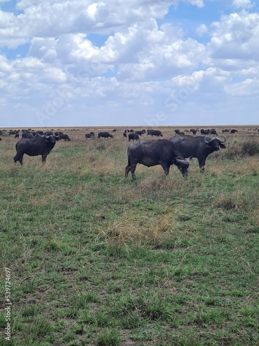 African Buffalo in National Park,  Tanzania. Safari in Africa