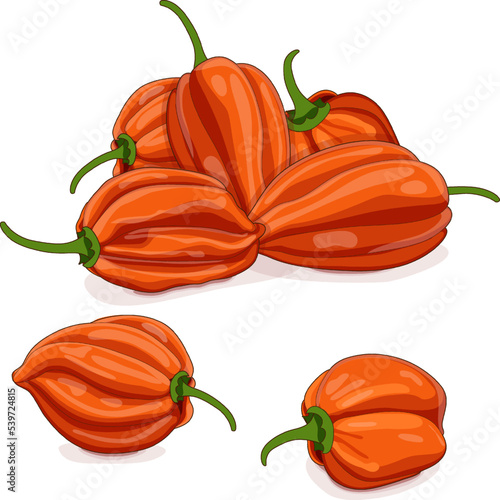 Group of orange habanero chili peppers. Capsicum chinense. Hot chili pepper. Fresh organic vegetables. Cartoon style. Vector illustration isolated on white background.
