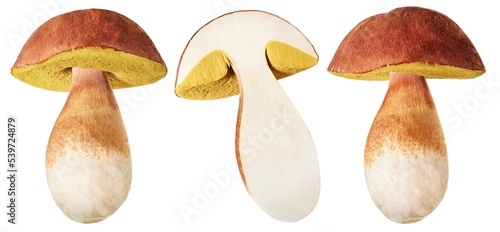 Bild auf Leinwand Boletus edulis or cep mushrooms isolated on white background