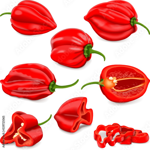 Set with whole, half, quarter, slices, and wedges of Red habanero chili peppers. Capsicum chinense. Hot chili pepper. Fresh organic vegetables. Vector illustration isolated on white background.