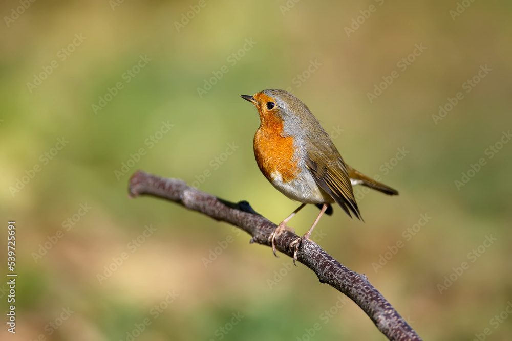 Close-up of a variety of European robin (Erithacus rubecula) on a black elder bush and near a drinking bowl. Some hold elderberries in their beaks.