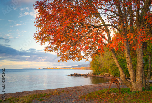 Autumn by the lake Vattern in Jonkoping, Sweden. Selective focus. photo