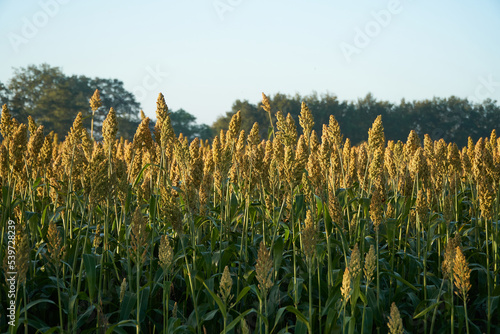 Sideview of sorghum plants on the field