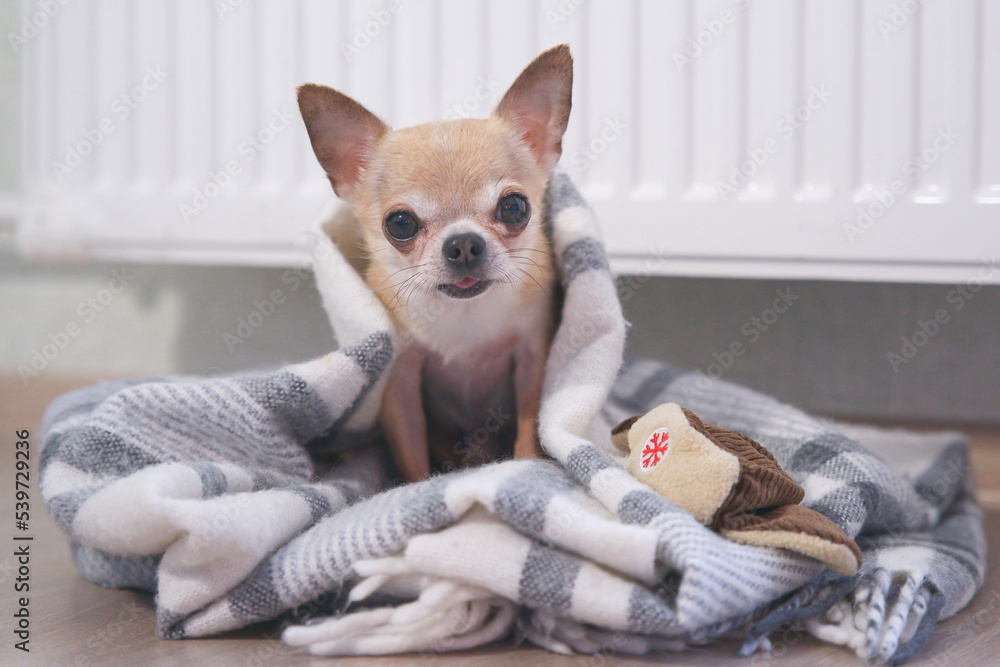 Sad frozen little small puppy Chihuahua lying on floor in plaid, blanket near heating radiator at home. Cold winter in Europe countries cities. Dog freezing in living room warming. Rising costs of gas