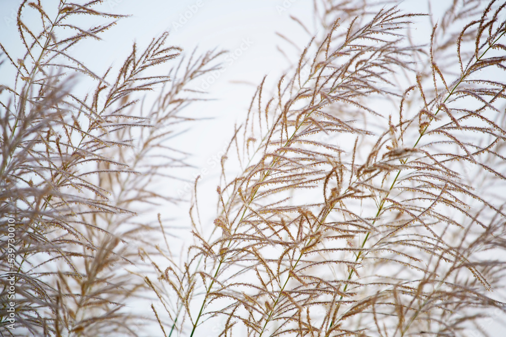fluffy reeds grass flower swaying from wind fluffy reeds grass flower swaying from wind