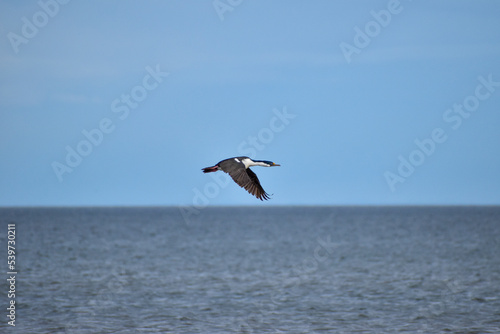 seabird flying on the horizon