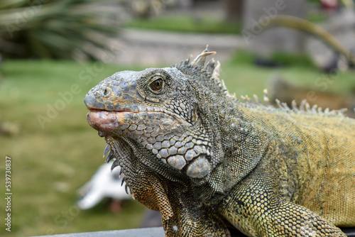 green Iguana