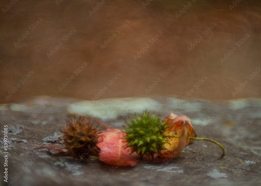 Autumn background, Sweet gum leaves and fruit with bokeh