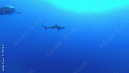 Shark in the Red Sea photo