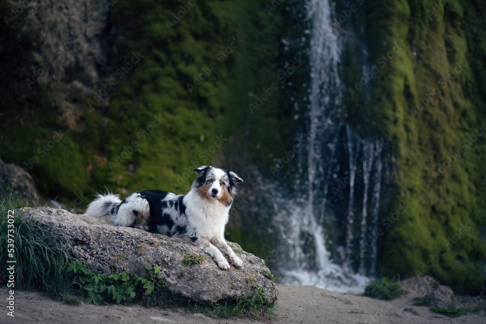 dog at the waterfall. marble australian shepherd on a stone in nature. dog at the waterfall. marble australian shepherd on a stone in nature.