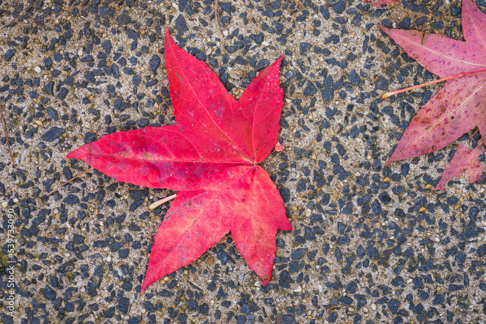 Red leaves on the sidewalk, streets of Leiden, Netherlands Red leaves on the sidewalk, streets of Leiden, Netherlands