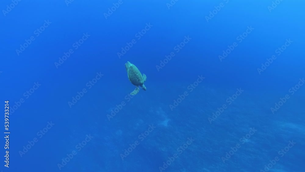 Turtle in the Red Sea Turtle in the Red Sea