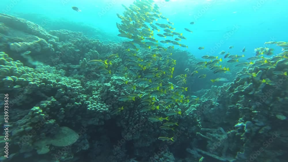 Underwater inhabitants of the Red Sea Underwater inhabitants of the Red Sea