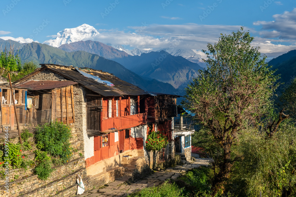 A high snow capped mountain towering over a village of wooden houses and slate roofs and stone paved paths, Dhaulagiri, the world's 7th highest, 8,167 meter, Shikha, Nepal, Annapurna Circuit
