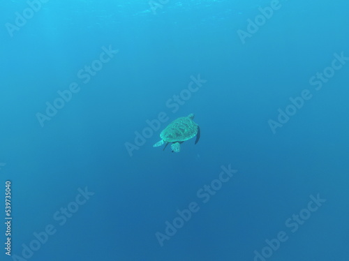 Черепашка в Красном море около берега Египта