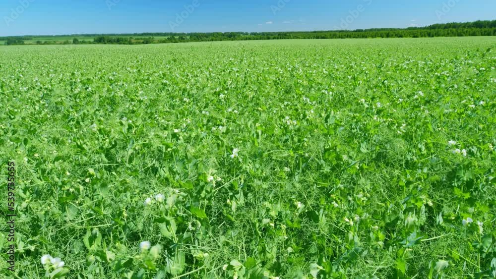 Blooming peas in the field. Commercial crop of blooming field. Agriculture. Wide shot. Blooming peas in the field. Commercial crop of blooming field. Agriculture. Wide shot.