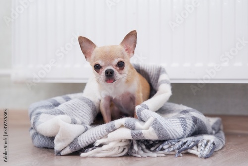 Sad frozen little small puppy Chihuahua lying on floor in plaid, blanket near heating radiator at home. Cold winter in Europe countries cities. Dog freezing in living room warming. Rising costs of gas