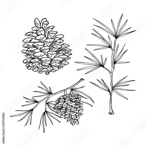 a set of colorless illustrations pine cones with branches from a tree, contour drawing by hand