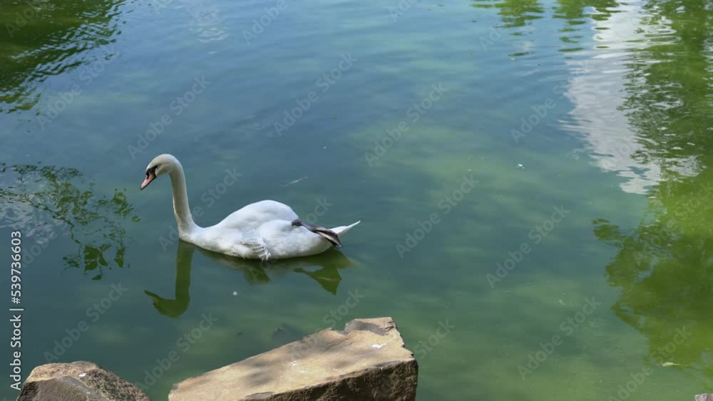 Beautiful white swan on the surface of the pond with outstretched paw. Majestic bird swimming in water. Fine art nature with wild bird and river waves. Graceful swan swim in the lake in summer day. 4k