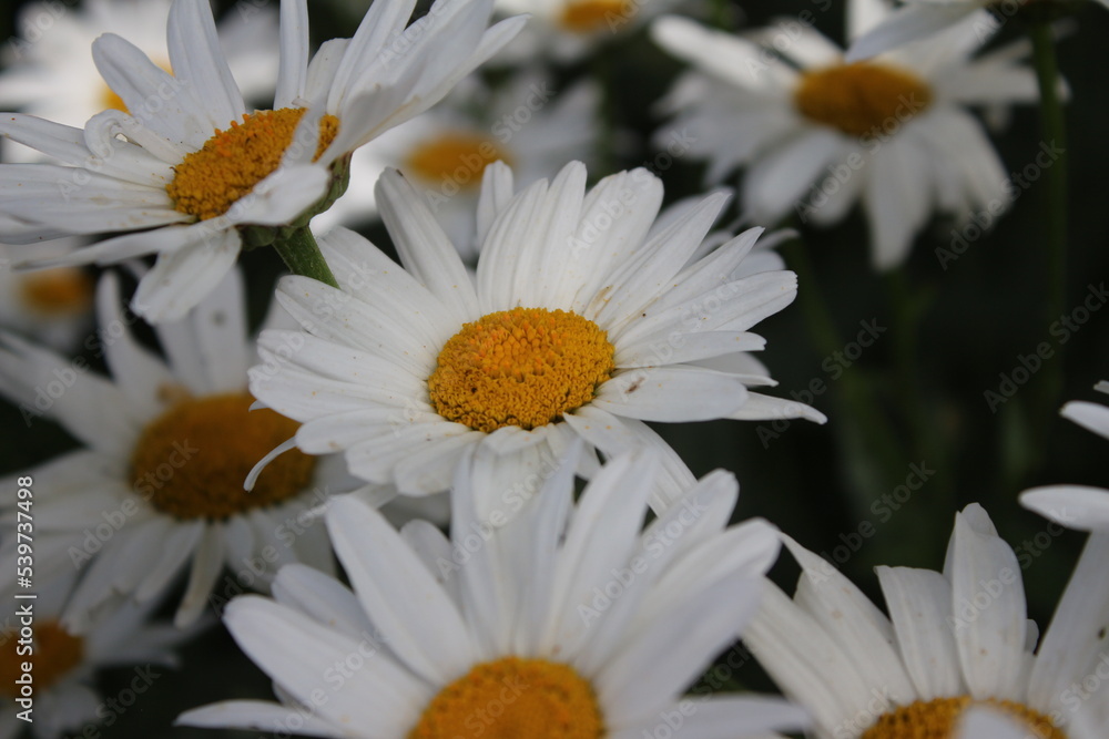Fototapeta premium Gänseblümchen-Makrofotografie. Gartenpflanze aus nächster Nähe. Weiße Blüten im Park. Schwarzer Hintergrund. Weiße Blütenblätter. Gelbes Staubblatt. Natürlichen Umgebung. Tageslichtfotografie. Insekt
