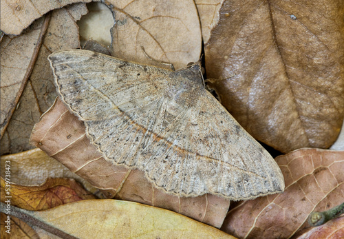 Velvetbean Moth (Anticarsia gemmatalis) with wings open, hidden camouflaged in dead leaves. Common species found in the Gulf States of the USA. photo