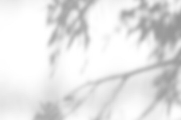 Shadow overlay effect on white background. Abstract sunlight background with organic shadows from plants, leaves, and branches.