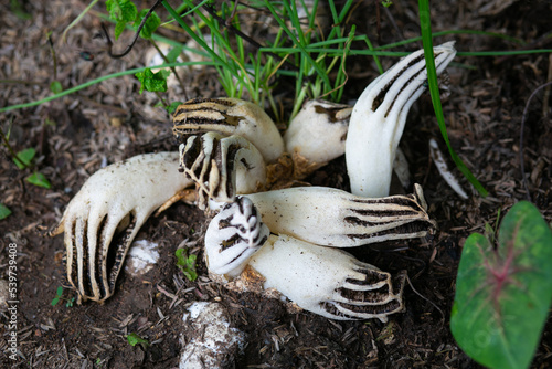 White Clathrus archeri, also known as octopus stinkhorn mushroom or devil`s fingers. Found in Thailand. photo