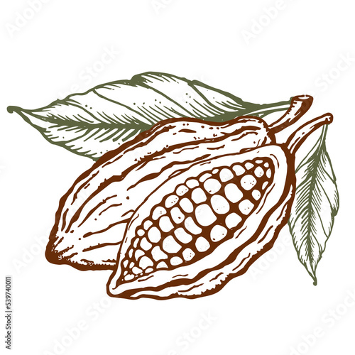 Cocoa beans Hand drawn engraved style sketch. Cacao powder bean, nuts and seeds.