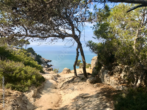Salou, Spain, June 2019 - A tree next to a body of water