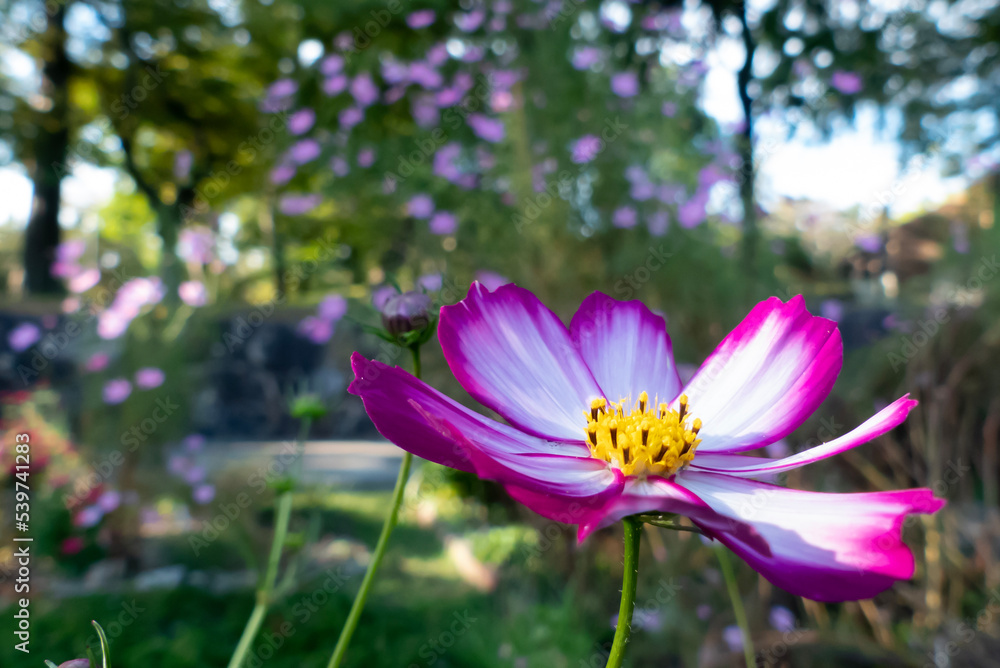 Fototapeta premium 秋の庭園で 色とりどりで美しいコスモスの花