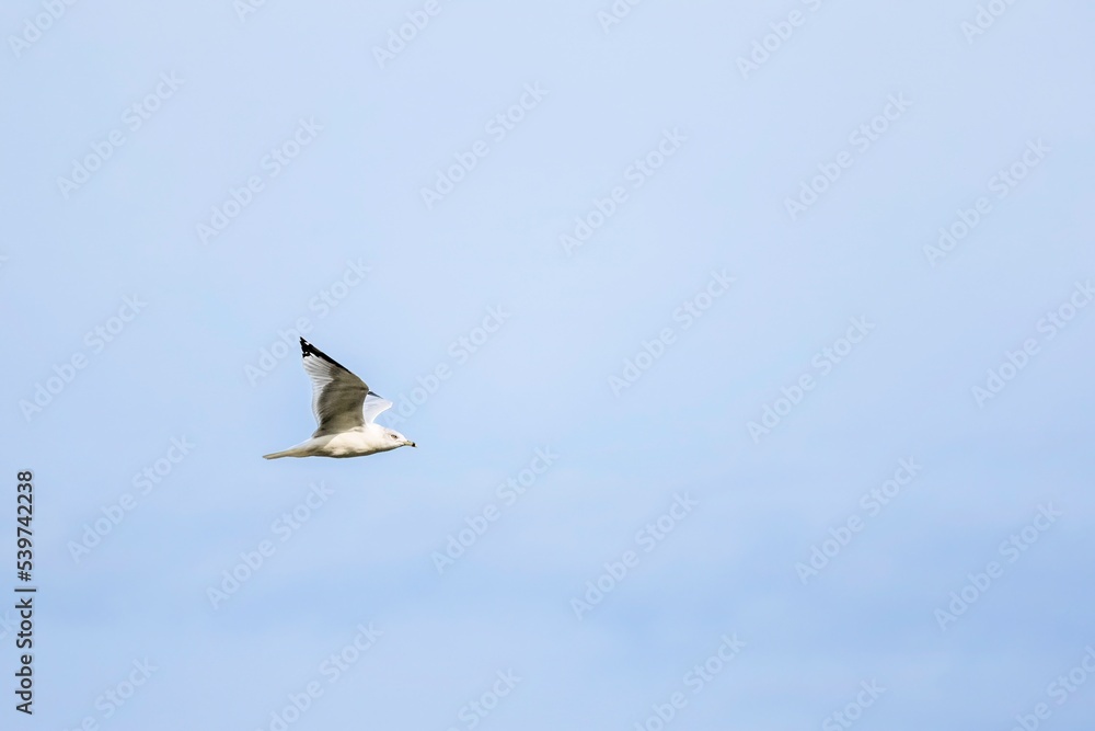 Obraz premium seagull in flight