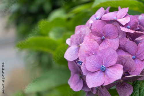 梅雨の晴れ間に、日光を浴びる紫のアジサイ（紫陽花）の花